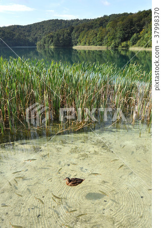 Duck on the lake side (Croatia, Plitvice) Duck on the lake side (Croatia, Plitvice) 37998370