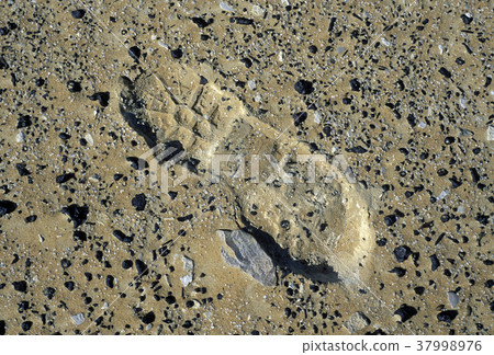 AFRICA EGYPT SAHARA FARAFRA WHITE DESERT 37998976