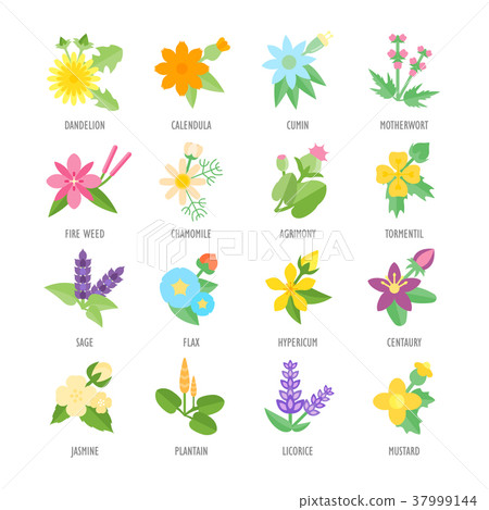Set Vector Flat Icons of Herbs Set Vector Flat Icons of Herbs 37999144