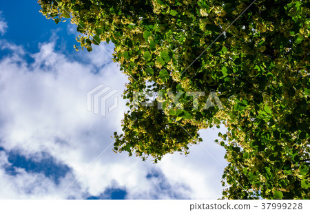 branch of linden tree against the blue sky 37999228