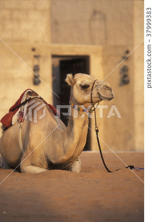 ARABIA EMIRATES DUBAI 37999383