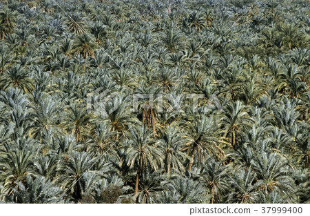 AFRICA EGYPT SAHARA SIWA OASIS AFRICA EGYPT SAHARA SIWA OASIS 37999400