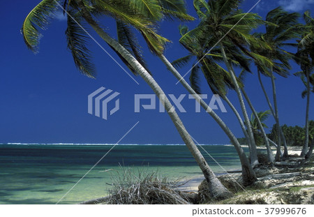 AMERICA CARIBBIAN SEA DOMINICAN REPUBLIC 37999676