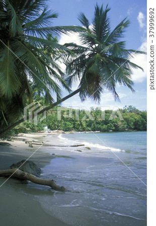 AMERICA CARIBBIAN SEA DOMINICAN REPUBLIC 37999692