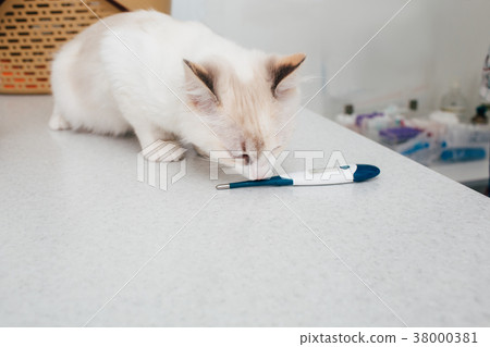 cat in a veterinary clinic 38000381