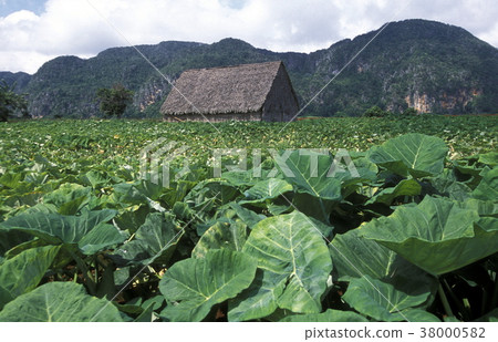 AMERICA CUBA VINALES 38000582