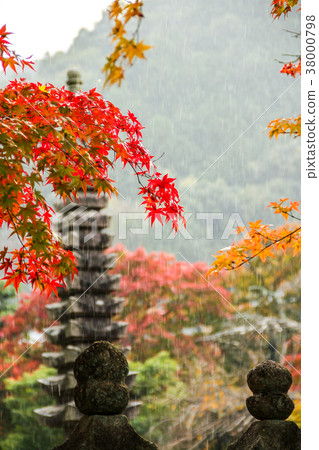 Akeno Nenbutsu-ji寺,在秋天的落葉下雨 Akeno Nenbutsu-ji寺,在秋天的落葉下雨 38000798