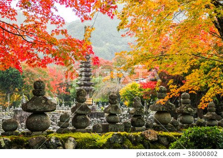 在Akashino Nembutsu寺廟色的葉子的秋天雨 38000802