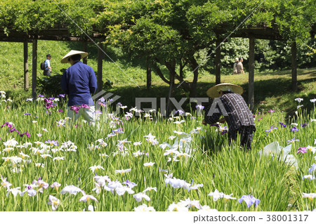 園林風光(東京,小石川後樂園,初夏) 園林風光(東京,小石川後樂園,初夏) 38001317