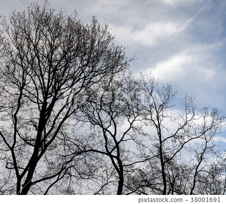 Trees on sky background. Trees on sky background. 38001691