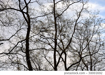 Trees on sky background. 38001692