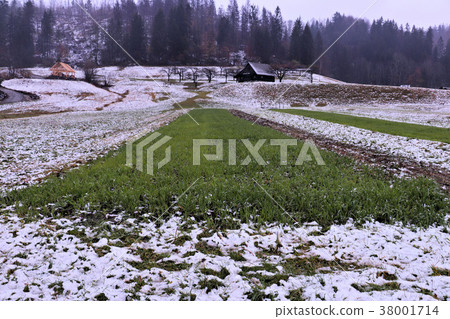 green grass field on a rainy day	 38001714