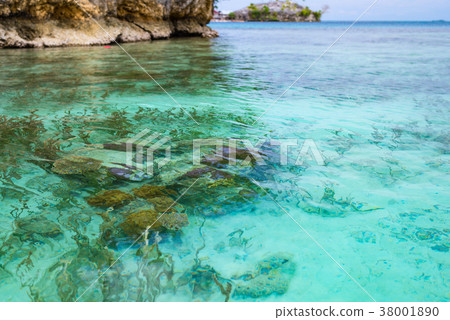 Coral reef close up Coral reef close up 38001890
