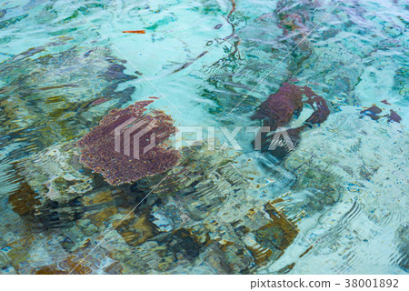 Coral reef close up Coral reef close up 38001892