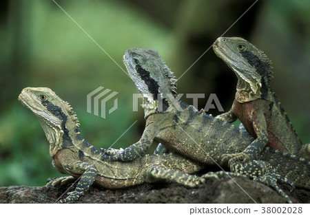 ASIA INDONESIA BALI ANIMAL REPTIL IGUANA 38002028