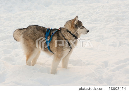 siberian husky dogs outdoor 38002454
