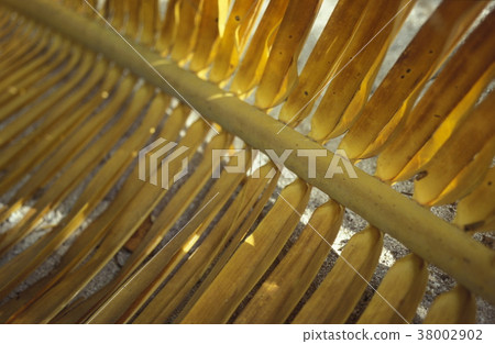 ASIA INDIAN OCEAN MALDIVES TROPICAL PALM 38002902