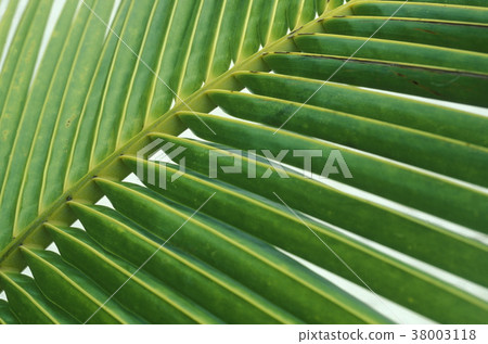 ASIA INDIAN OCEAN MALDIVES TROPICAL PALM 38003118