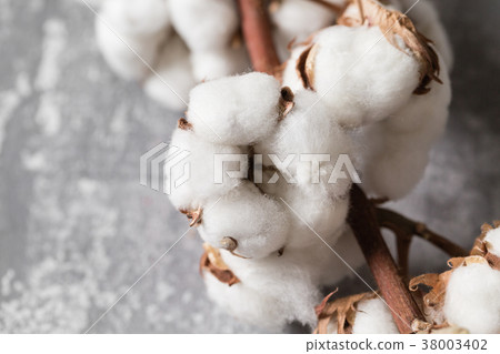 Dried cotton plant flower on old grey background 38003402