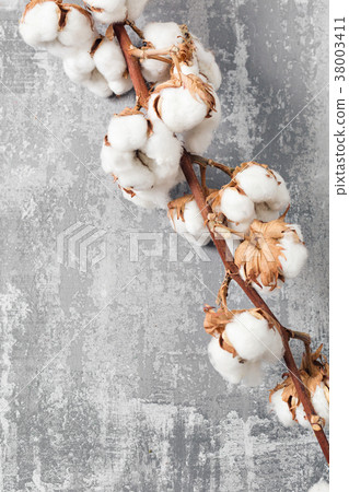 Dried cotton plant flower on old grey background 38003411