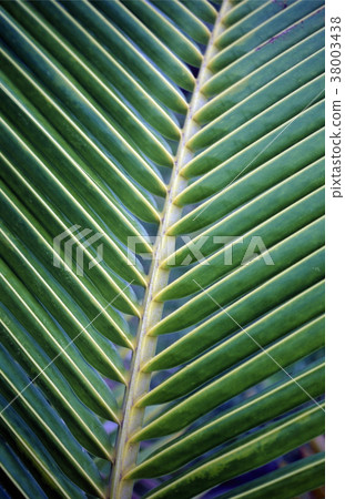 ASIA INDIAN OCEAN MALDIVES TROPICAL PALM 38003438