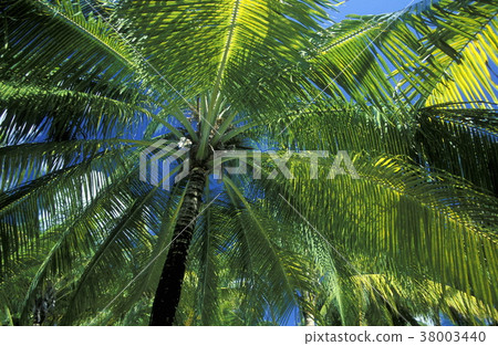 ASIA INDIAN OCEAN MALDIVES TROPICAL PALM 38003440