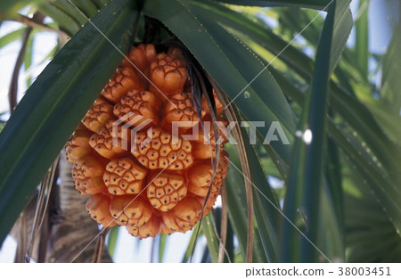 ASIA INDIAN OCEAN MALDIVES TROPICAL PALM 38003451