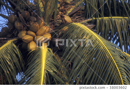 ASIA INDIAN OCEAN MALDIVES FRUITS 38003602