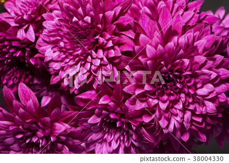 紅色紫色菊花花 紅色紫色菊花花 38004330