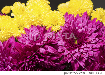黃色和紅色紫色菊花花 38004331