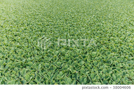 aquatic plants camalotes known as water repollitos aquatic plants camalotes known as water repollitos 38004606
