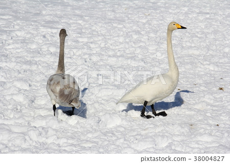 The swans Asagi Tosei Ashino Prefecture Daisen City Chino Winter 38004827
