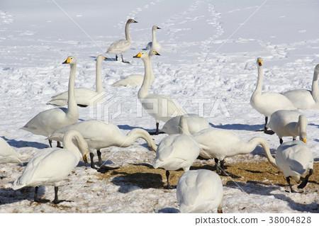 The swans Asagi Tosei Ashino Prefecture Daisen City Chino Winter The swans Asagi Tosei Ashino Prefecture Daisen City Chino Winter 38004828