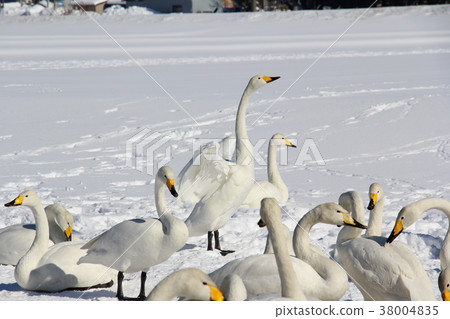 The swans Asagi Tosei Ashino Prefecture Daisen City Chino Winter 38004835