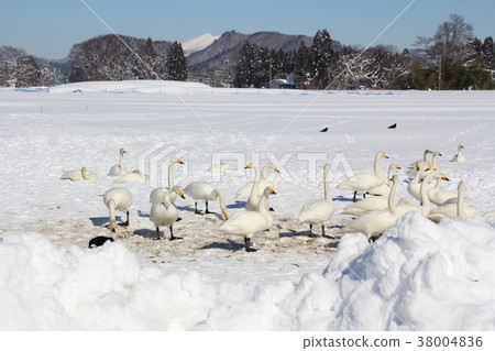 The swans Asagi Tosei Ashino Prefecture Daisen City Chino Winter The swans Asagi Tosei Ashino Prefecture Daisen City Chino Winter 38004836