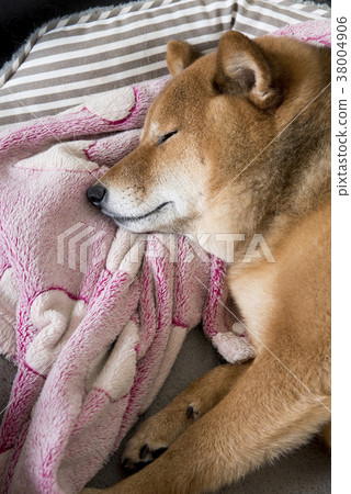 are shiba inus cute