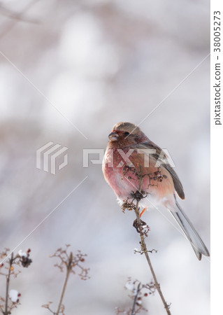 Benimashiko停在樹枝上 38005273
