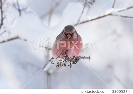 Benimashiko停在樹枝上 Benimashiko停在樹枝上 38005274