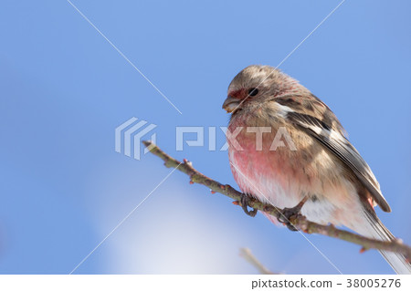 Benimashiko停在樹枝上 Benimashiko停在樹枝上 38005276