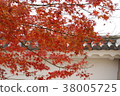 Japanese autumn leaves 38005725