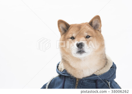 Cute Shiba Inu Wearing A Hoodie White Background Stock