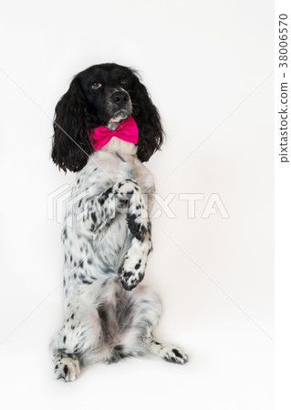 Beautiful female spaniel with a pink bow sits on Beautiful female spaniel with a pink bow sits on 38006570