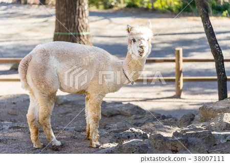 Rakujuen的Alpaka 38007111