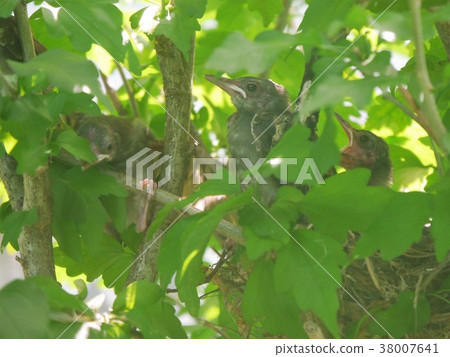 It is a nest leaving from the nest of the garden soon. One bird seems to be a little late. Do your best! It is a nest leaving from the nest of the garden soon. One bird seems to be a little late. Do your best! 38007641