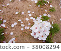 Cherry blossoms from the ground 38008294