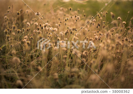 grasses on the sunset grasses on the sunset 38008362