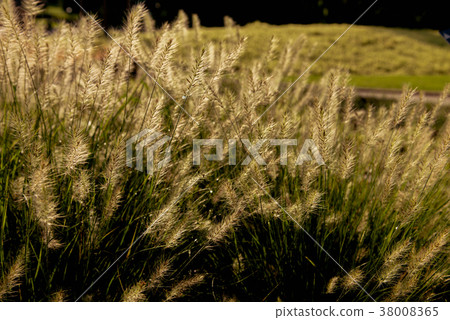 grasses on the sunset 38008365