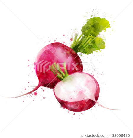 Radish on white background. Watercolor 38008480