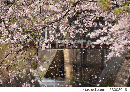 Seto Nagasawa River Sakura Snowstorm 38008648