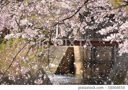 瀨戶長澤川櫻花暴風雪 38008650